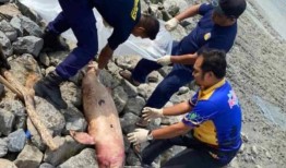 快查：又有一只死于波斯的海豚被发现了吗？