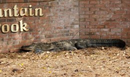 在亨茨维尔有鳄鱼袭击狗吗？“我们可能永远不会知道”