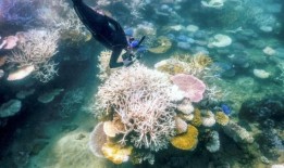 高温引发了人们对大堡礁在一代人时间内“消亡”的担忧