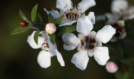 麦卢卡蜂蜜在人类细胞和小鼠中减少乳腺癌细胞生长84%