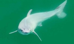 首次发现新生大白鲨
