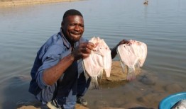 增强非洲非正规市场贸易商提供安全食品的能力