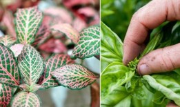 “奇迹工作者”：掐树帮助两种室内植物在“短短几周”内长出“茂密”的叶子