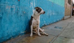 委员会通过法案规范土耳其流浪狗数量，引发大规模杀戮恐惧