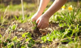 查理·阿尔伯恩：做好冬季园艺工作，为温暖做好准备