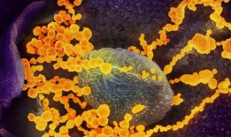 新的研究发现，2022年新冠肺炎给澳大利亚经济造成了96亿美元的损失