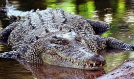 澳大利亚：紧急搜索失踪女孩，12岁，在北领地被鳄鱼袭击