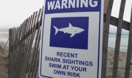 遇到鲨鱼很少见，但你可以保护自己