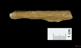 德国洞穴出土的骨头改写了欧洲早期智人的历史