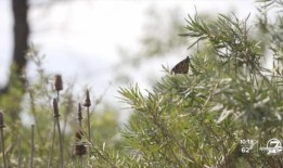 DIA在劳动节周末结束了创纪录的旅行
