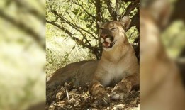 美洲狮“Uno”在奥兰治县被车撞死