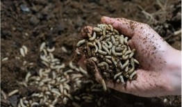 蝇幼虫：哥斯达黎加可持续的动物饲料蛋白质