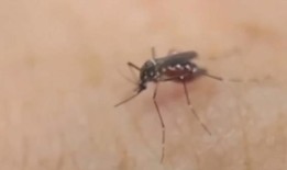 马萨诸塞州报告了第11例西尼罗病毒病例