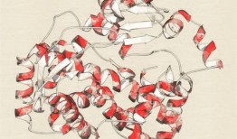 CYP2J2与子痫前期有关