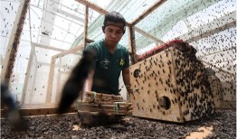 蝇幼虫：哥斯达黎加可持续的动物饲料蛋白质