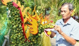 龙形金橘树备受追捧