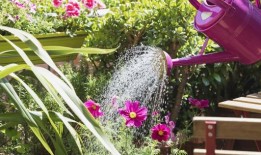 园丁警告：常见的浇水错误可能会“让你的植物挨饿”