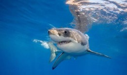首次发现新生大白鲨