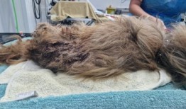 狗被跳蚤活活吃掉后，一名男子被禁止养宠物