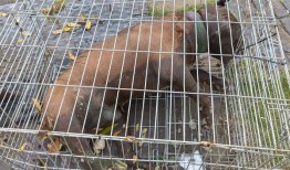 在运河的笼子里发现了被锁住的死去的特大号恶霸