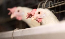 禽流感是新生物安全中心的重点