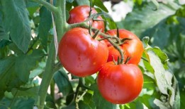 为了获得美味的果实，番茄“永远”不应该种植在4种作物附近——这“会带来麻烦”