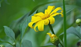 墨西哥比索和股市下跌，美元在2024年1月15日收盘于16.87单位