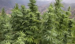 摩洛哥国王赦免了4800多名种植大麻的农民