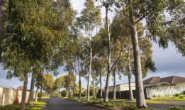 出于安全考虑，多达42棵澳大利亚树木将被砍伐