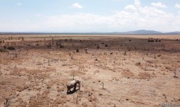 蚂蚁是如何说服狮子吃水牛的