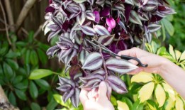 用今年的插枝来种植明年的一年生植物