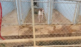 美国农业部在阿拉巴马州的宠物食品检测设施发现营养不良的患病狗