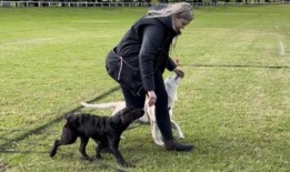 训狗师考特尼·唐兰在血腥刺伤后拍摄的令人震惊的视频