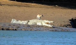 youtube用户罗德尼·费舍尔在东金伯利的奥德河岸边捕捉到了小袋鼠爬上鳄鱼的画面