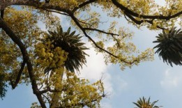 洛杉矶社区树之旅