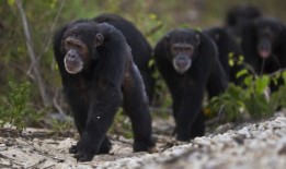 黑猩猩和倭黑猩猩：有什么区别？