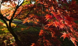 小罗伯特·F·肯尼迪最大的争议——从自来水和脑蠕虫到新冠病毒疫苗之争