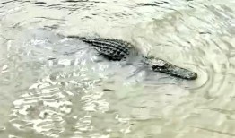 埃尔伯塔的土地可以卖到百万美元