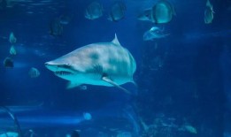 一个马里兰男孩在巴哈马的“鲨鱼坦克”探险中遭到袭击