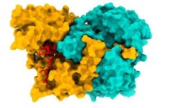 对早期阿尔茨海默氏症细胞中发生的事情有了新的认识