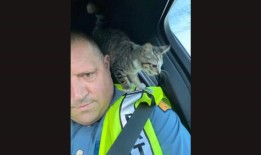 流浪小猫在事故后与骑警成为朋友，并迅速找到新家