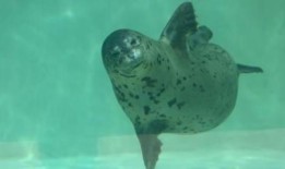 维拉斯动物园的一只斑海豹斯帕奇去世了