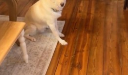 狗喝了百利酒和伏特加醉了，整晚都在兽医诊所