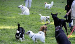 没有儿童和狗的游乐场