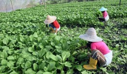 良好的营养变得遥不可及