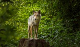 根据欧盟的计划，猎狼活动可能重返西欧