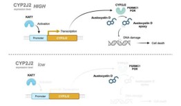 癌症研究探索细胞色素加氧酶在增强缩囊素d介导的细胞毒性中的作用