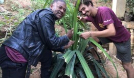 在马达加斯加的熊猫树上发现了三种新的青蛙