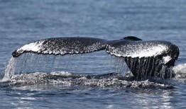 里约热内卢海岸附近越来越多的观鲸之旅吸引着游客