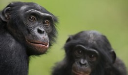 黑猩猩和倭黑猩猩：有什么区别？